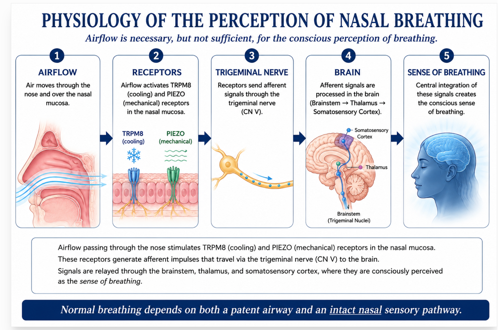 Physiology of the Perception of Nasal Breathing Diagram
