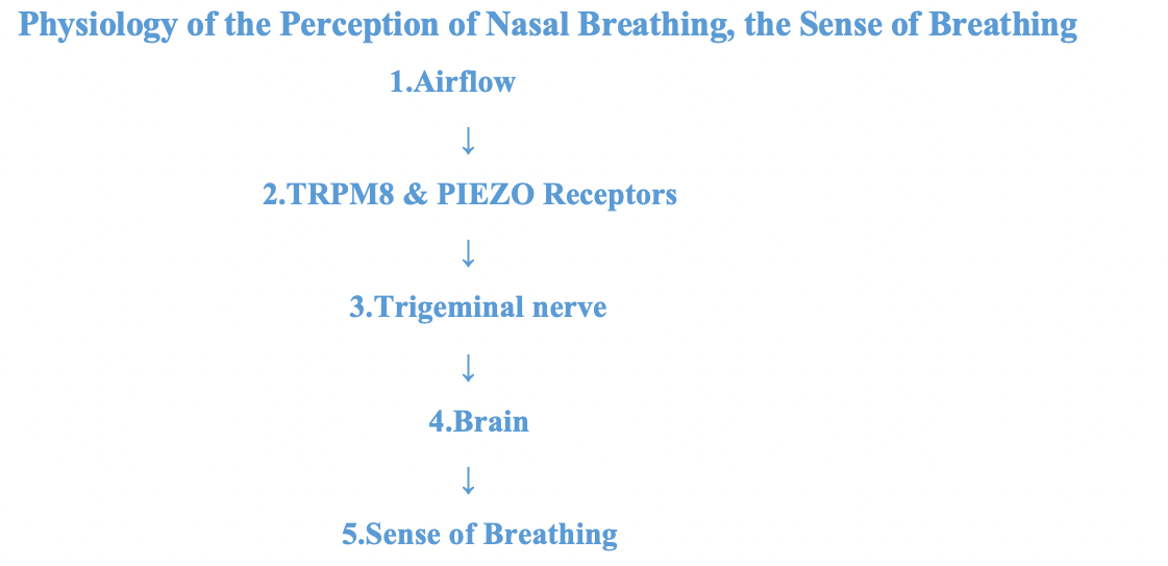 Physiology of Perception Flowchart