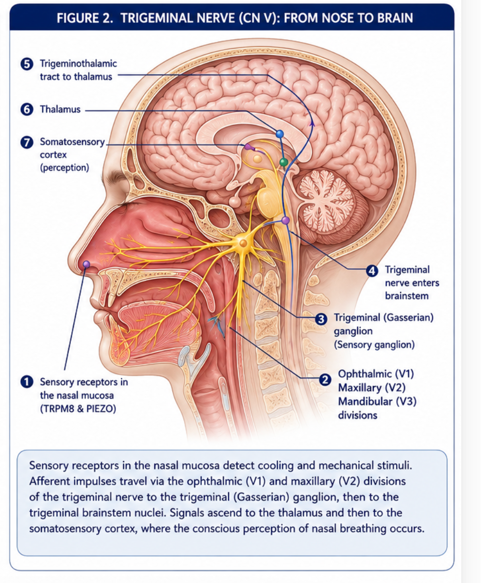 Trigeminal Nerve Diagram